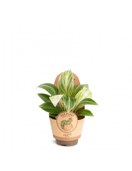 Philodendron White Wawe Baby