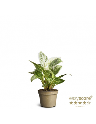 Philodendron White Wawe Baby