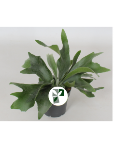 Platycerium bifurcatum baby | Corna d'alce