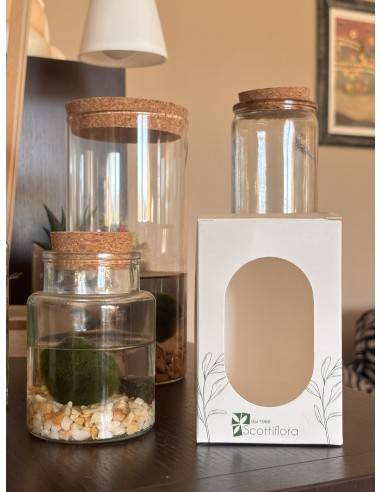 Marimo Alga Giapponese | Bomboniera ecofriendly