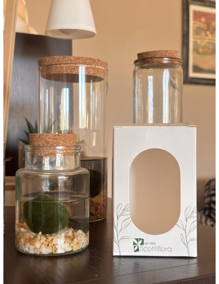 Marimo Alga Giapponese | Bomboniera ecofriendly