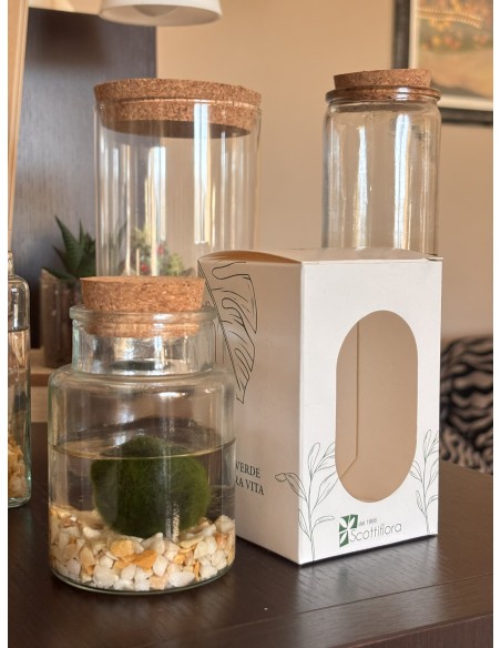 Marimo Alga Giapponese | Bomboniera ecofriendly
