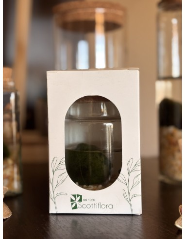Marimo Alga Giapponese | Bomboniera ecofriendly