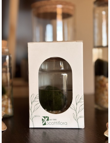 Marimo Alga Giapponese | Bomboniera ecofriendly