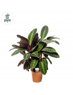 Calathea warscewiczii