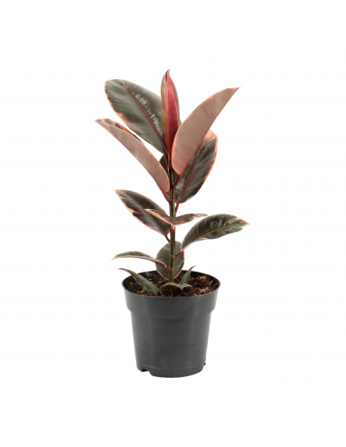 Ficus Elastica Belize