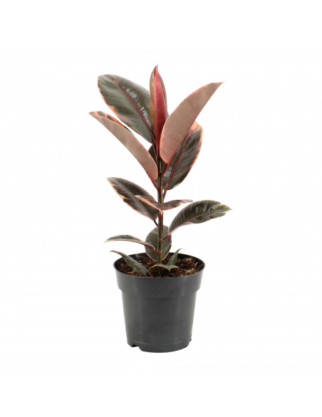 Ficus Elastica Belize