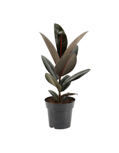 Ficus Elastica Abidjan