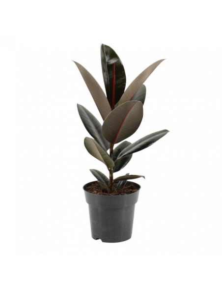 Ficus Elastica Abidjan