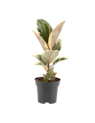 Ficus Elastica Tineke