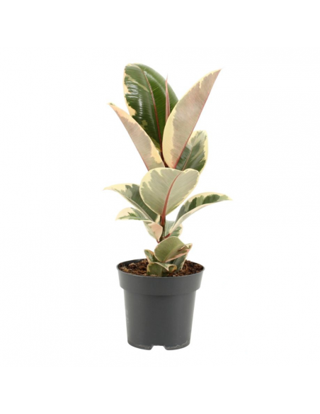 Ficus Elastica Tineke