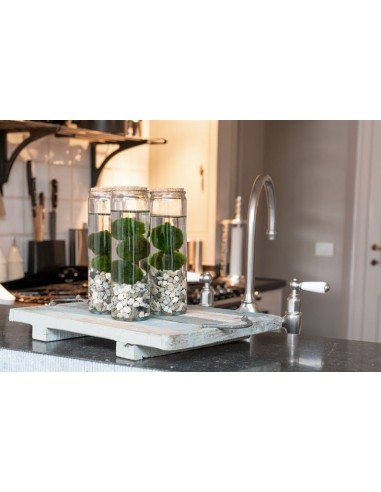 Marimo Lab Tris