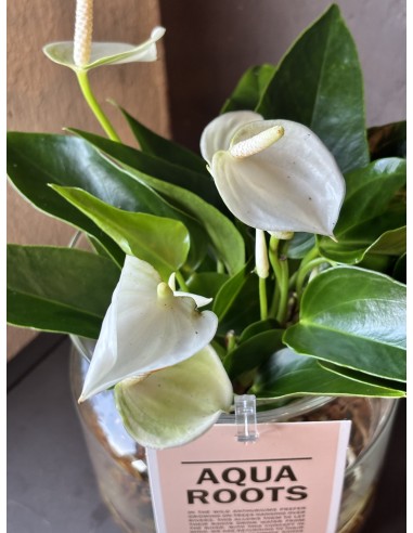 Anthurium Andreanum idroponica Bianca