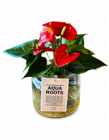 Anthurium Andreanum idroponica Rossa