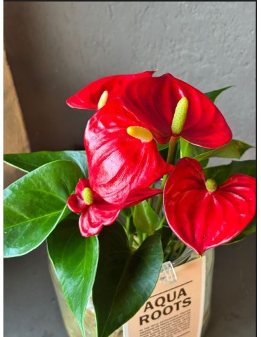 Anthurium Andreanum idroponica Rossa