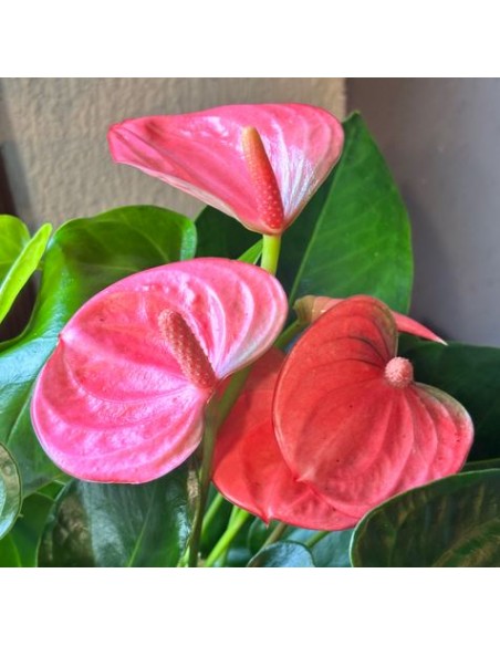 Anthurium Andreanum idroponica rosa