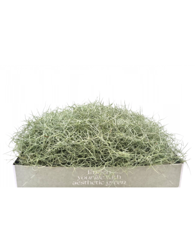 Tillandsia Usneoides (grigio)