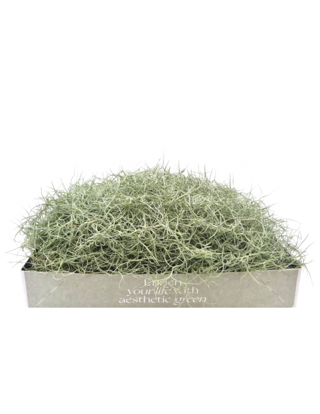 Tillandsia Usneoides (grigio)