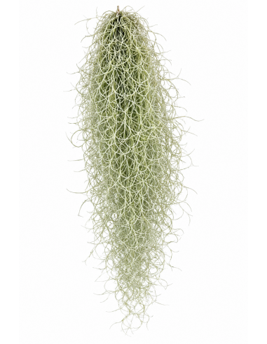 Tillandsia Usneoides (grigio)