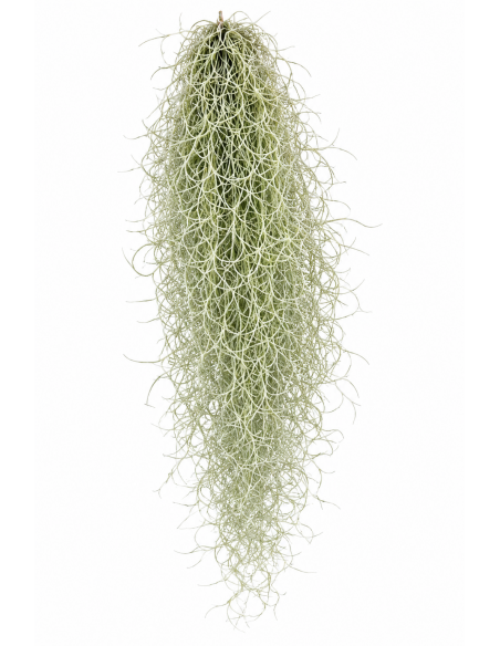 Tillandsia Usneoides (grigio)