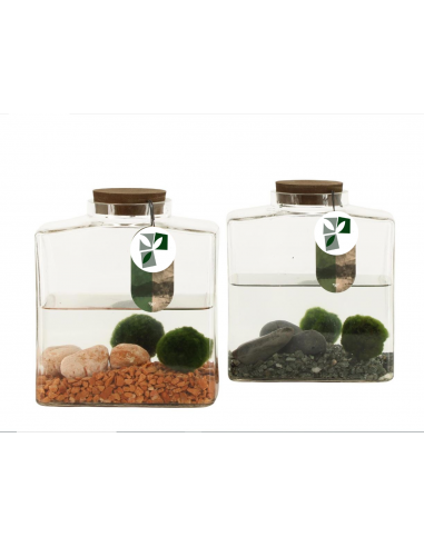 Marimo Block