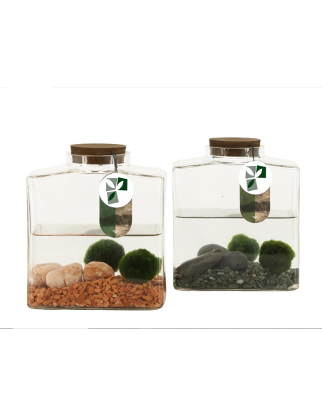 Marimo Block
