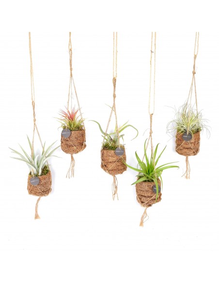 Tillandsia kokodama