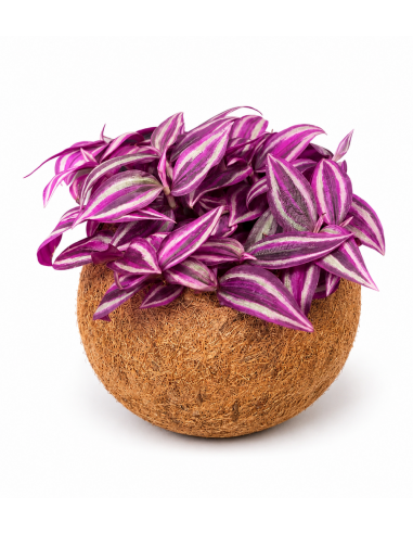 Tradescantia kokodama pink paradise