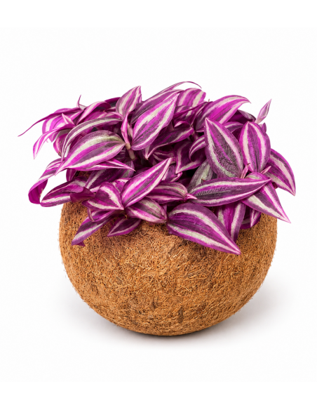 Tradescantia kokodama pink paradise