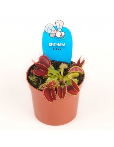 Dionaea Muscipola 8.5