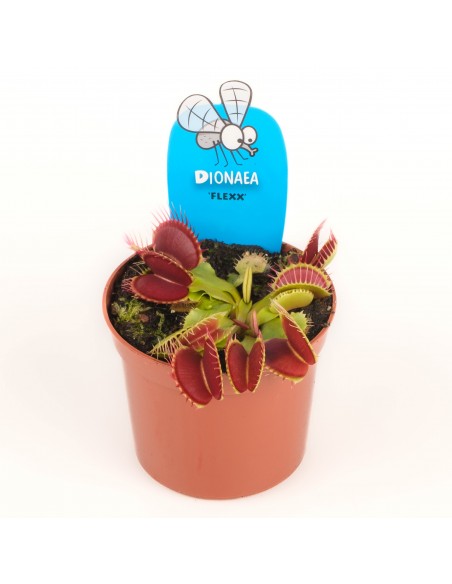 Dionaea Muscipola 8.5