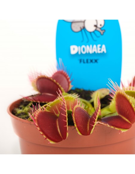 Dionaea Muscipola 8.5
