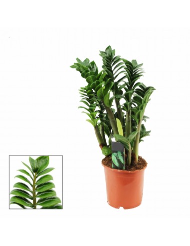Zamioculcas zamifolia zenzi v.17
