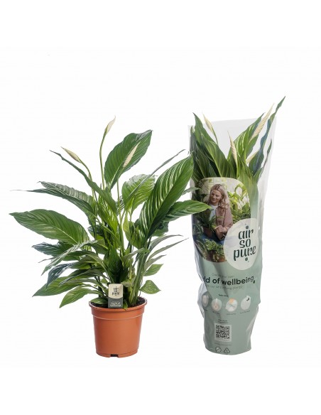 Spathiphyllum 'Vivaldi'
