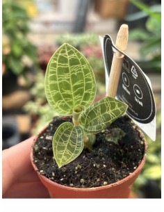 Macodes petola | ORCHIDEA GIOIELLO