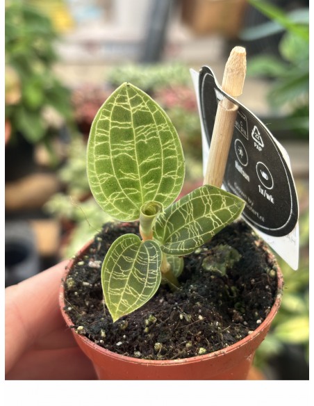 Macodes petola | ORCHIDEA GIOIELLO