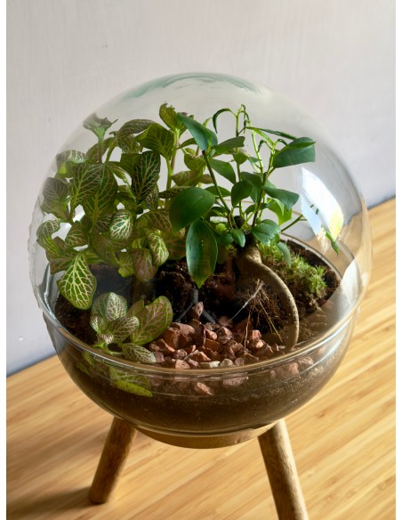 Terrarium cloche M