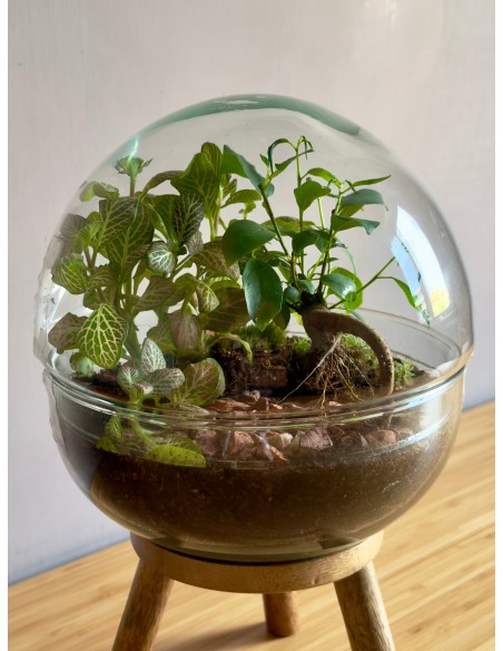 Terrarium cloche M