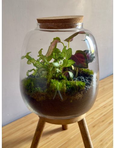 Terrarium Eden