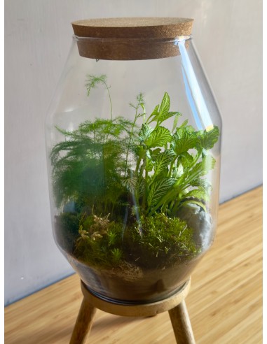 Terrarium Iris