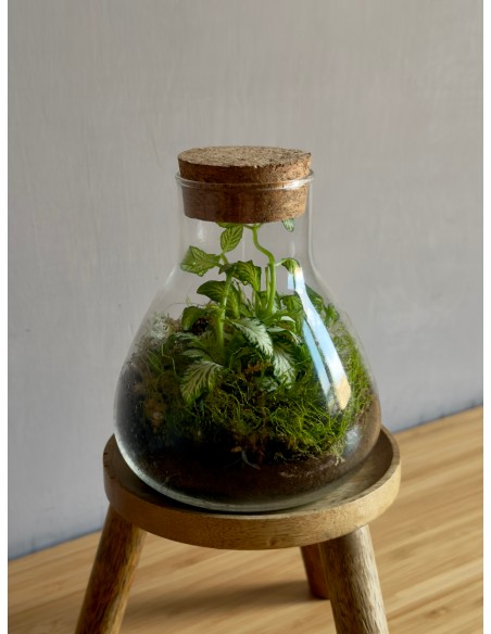 Terrarium lab | bomboniera viva