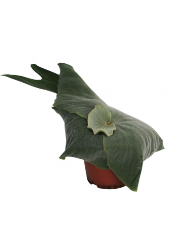Platycerium superbum baby | Corna di cervo