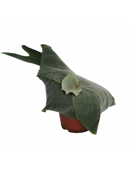 Platycerium superbum baby | Corna di cervo
