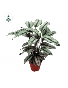 Calathea majestica Whitestar