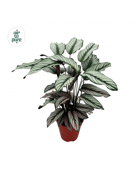 Calathea majestica Whitestar