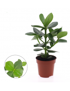 Clusia rosea Princess baby