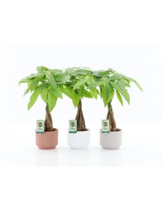 Pachira acquatica Baby | vaso decor