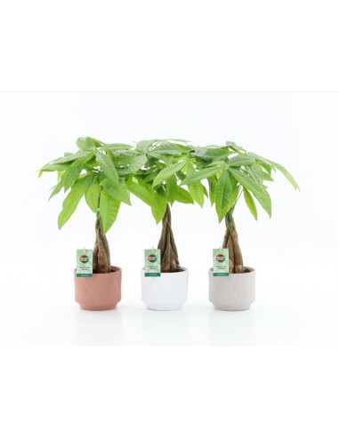 Pachira acquatica Baby | vaso decor