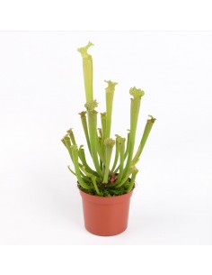 Sarracenia Farnhamii