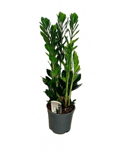 Zamioculcas zamifolia v.19